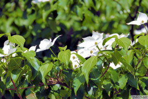 Cornus kousa Schmetterling   